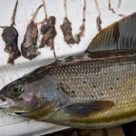 A fish on its side out of wter and a line up of dead shrews