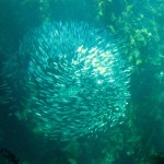 school of fish