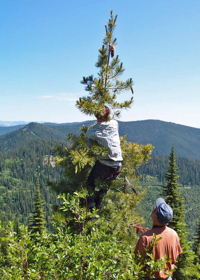 A man climbs, near the top of a tree where pine cone is growing