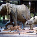 Full-size models of elephant, leopard, rhino on display