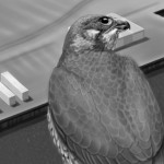 Drawing of back of bird as it looks over buildings