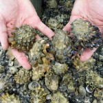 hands holding oysters