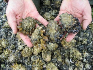 hands holding oysters