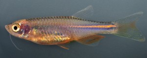 Researchers have determined it’s a certain gene that keeps pigment cells dispersed and gives the pearl danio its uniform orange color. By expressing this gene the same way in zebrafish, the zebrafish pigment cells also remained intermingled and the fish were essentially stripped of their stripes.