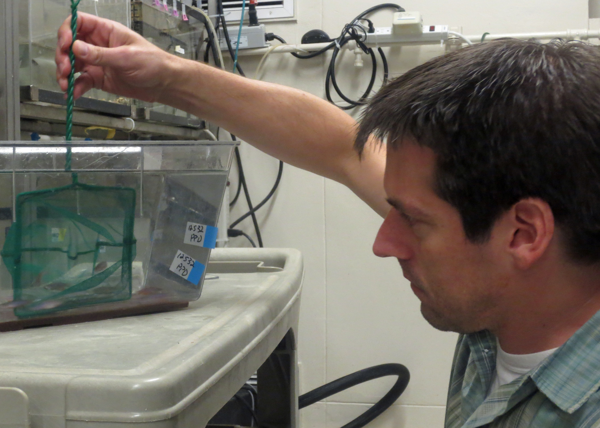 Zebrafish stripped of stripes | UW News