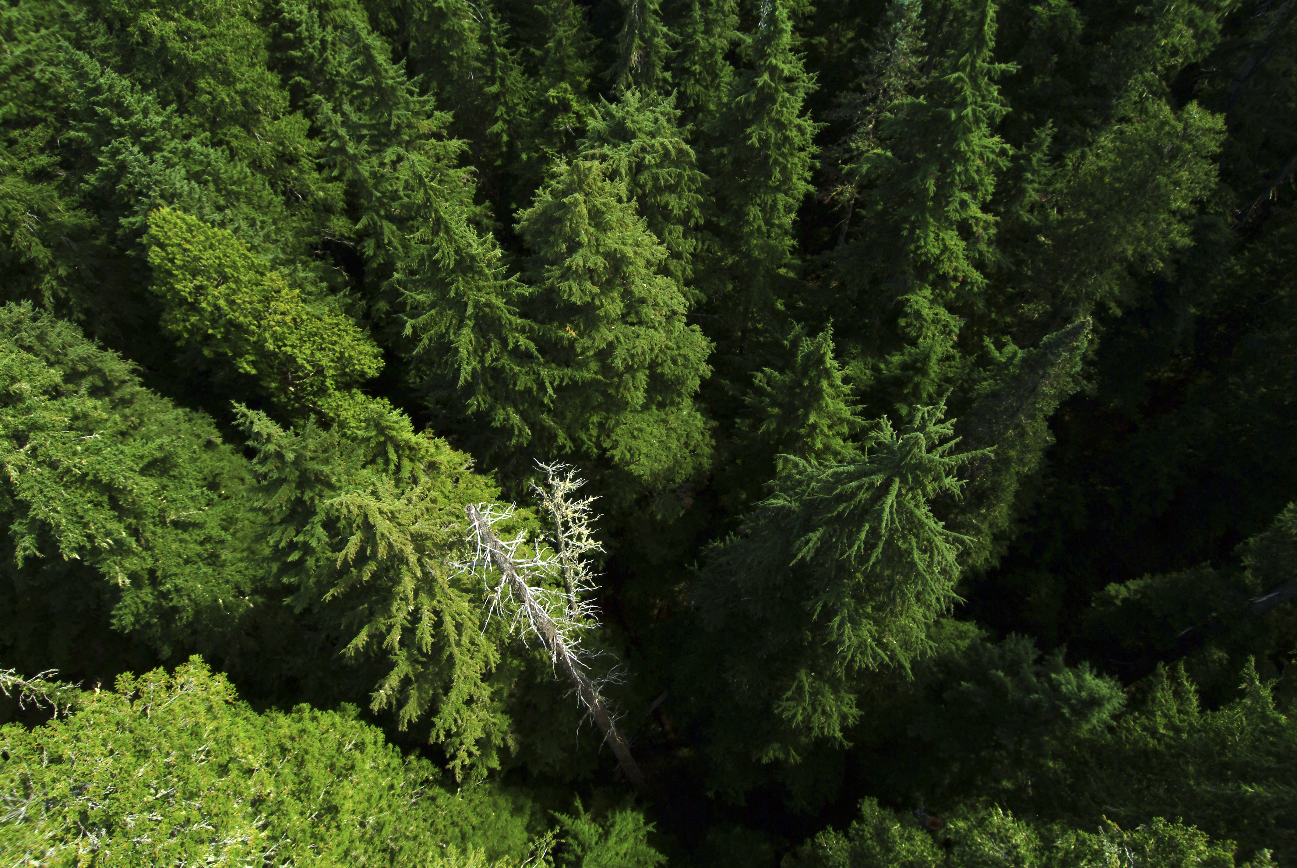 Looking down into treetops and dead snags