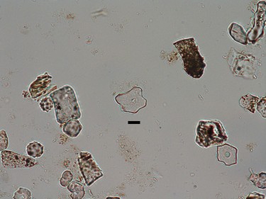 Fossil phytoliths indicative of open habitats.