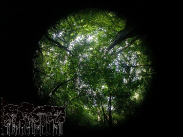 This hemispherical photograph shows the tree canopy cover at a site in Santa Rosa National Park, Costa Rica. The corresponding forest profile (modified from Holdridge et al., 1971) gives a side profile of the forest's density.