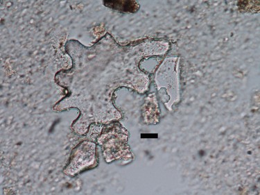 A 49 million-year-old phytolith. Its curvy and large shape indicate the plant it came from grew in shady conditions. Scale bar is 10 micrometers.
