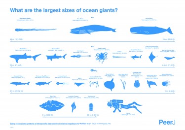 Infographic