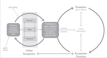 The work of Marina Alberti of the UW College of Built Environments shows that key urban drivers of change influence eco-evolutionary dynamics through interactions among the human, natural, and built system components of the urban ecosystem. This happens through a series of subtle mechanisms including changes in habitat, biotic interactions, novel disturbance and social dynamics.