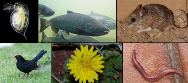These are examples of documented human-driven evolutionary in selected species. Upper-left: Reproduction in the Daphnia, a zooplankton which plays a key role in the food webs. Center: Body size of the Pacific salmon. Upper-right: New traits in urban white-footed mice compared with those in rural areas. Lower-left: Migratory behavior of European blackbirds. Center: Dispersal of urban Crepis sancta's seeds. Lower-right: Earthworms' tolerance to metals in the soil.