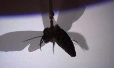 The Manduca sexta moth, as seen flying through a virtual reality forest scene in the UW lab.