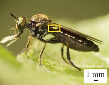 A robber fly with a very large haltere (inside yellow box). Halteres are sensors that act like gyroscopes, providing information about the insect's body rotations during flight.
