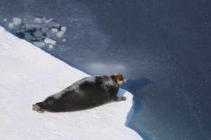 seal at ice edge