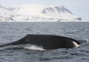 whale surfacing with glacier in background