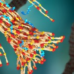 a rendering of fibrin forming a blood clot using the polymer to bind.