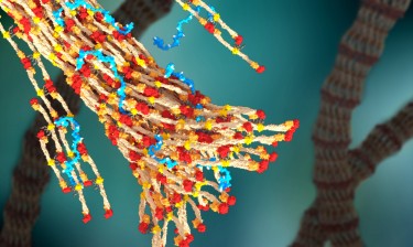 a rendering of fibrin forming a blood clot using the polymer to bind.