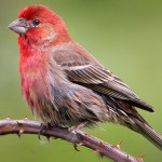 House finch