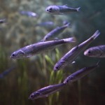 Pacific herring