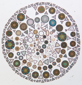 mosaic made out of different shaped diatoms