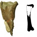 The first dinosaur fossil from Washington state (left) is a portion of a femur leg bone (full illustration right) from a theropod dinosaur.
