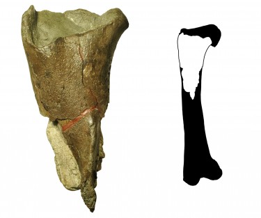 The first dinosaur fossil from Washington state (left) is a portion of a femur leg bone (full illustration right) from a theropod dinosaur.