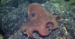 red octopus on black lava