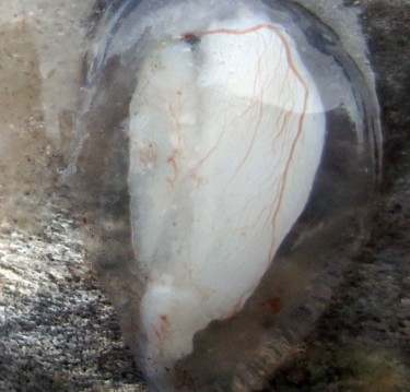 This otolith has been extracted from a fish. It is still within its fluid sac which is surrounded on the outside by blood vessels. Otoliths help fish with hearing and balance.