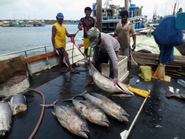 fishermen unload fish onto their boat.