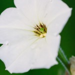 Image of the common garden petunia