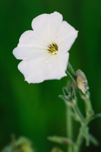 Image of the common garden petunia
