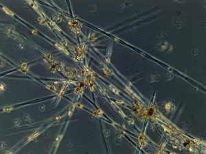 spiky molecules on blue background