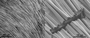 The hairs grow parallel to the skin and are separated from the skin by a small air gap. The hairs have triangular cross-sections with two corrugated top facets and a flat bottom facet facing the ant’s body.