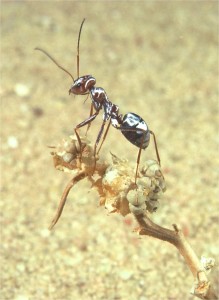 A Saharan silver ant offloading heat on top of dry vegetation.