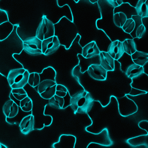A plant with too many stomata.