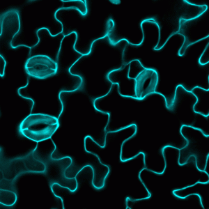 A picture of stomata.