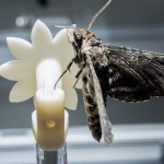 A hawkmoth clings to a robotic flower used to study the insect’s ability to track the moving flower under low-light conditions.
