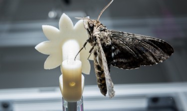 A hawkmoth clings to a robotic flower used to study the insect’s ability to track the moving flower under low-light conditions.