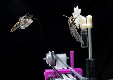 A hawkmoth with its proboscis extended approaches a robotic flower on which another hawkmoth has already landed.