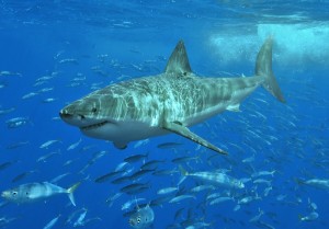shark in the water