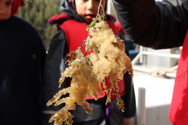 Harvesting herring roe, or eggs, on a cedar branch.