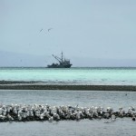 A herring fishing boat.
