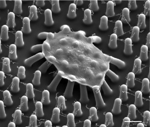 Photo of flexible microposts that are used for rapid blood analysis by Stasys, a biomedical spin-off that developed their technology at the UW.
