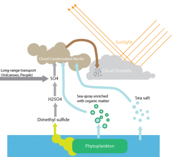 Tiny ocean life contribute to clouds directly, by being lofted up with sea spray, and indirectly, by producing sulfurous gas.