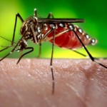 A female mosquito feeding on a host.