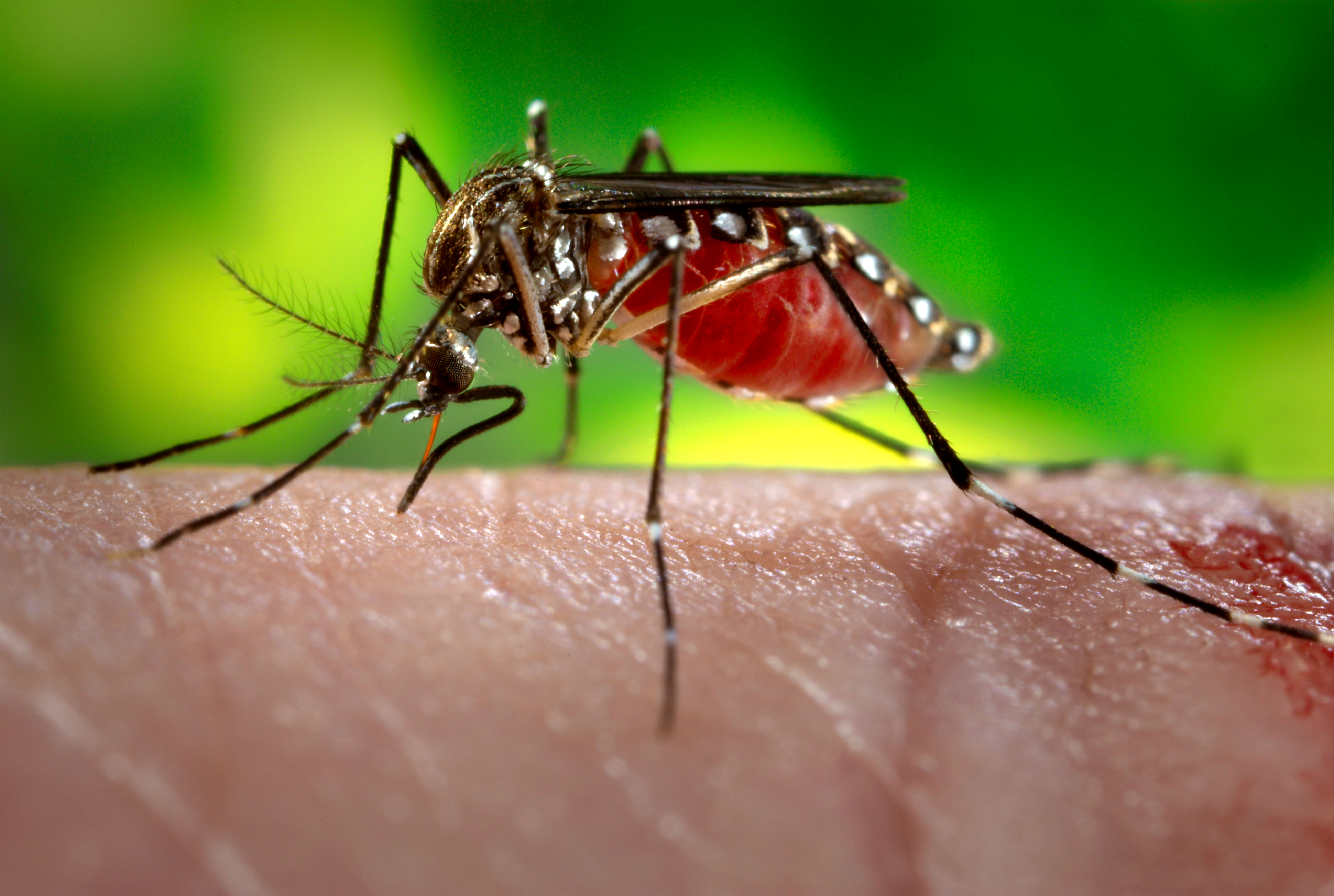UW researchers show that the mosquito smells, before it sees, a bloody