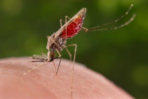 A female Anopheles merus mosquito.