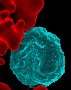 Malaria parasites infecting a red blood cell.