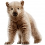 light brown baby bear